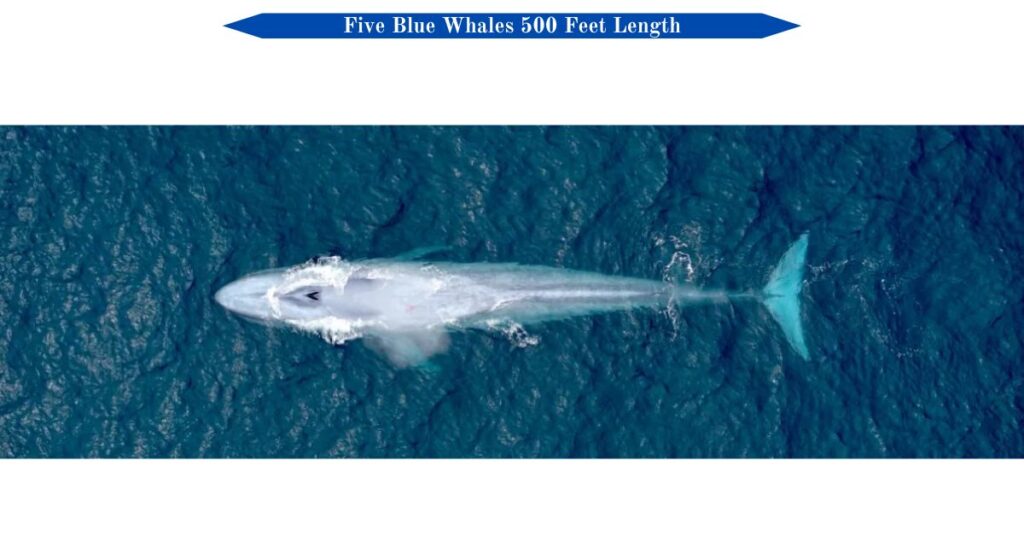 five-blue-whales-500-feet-length