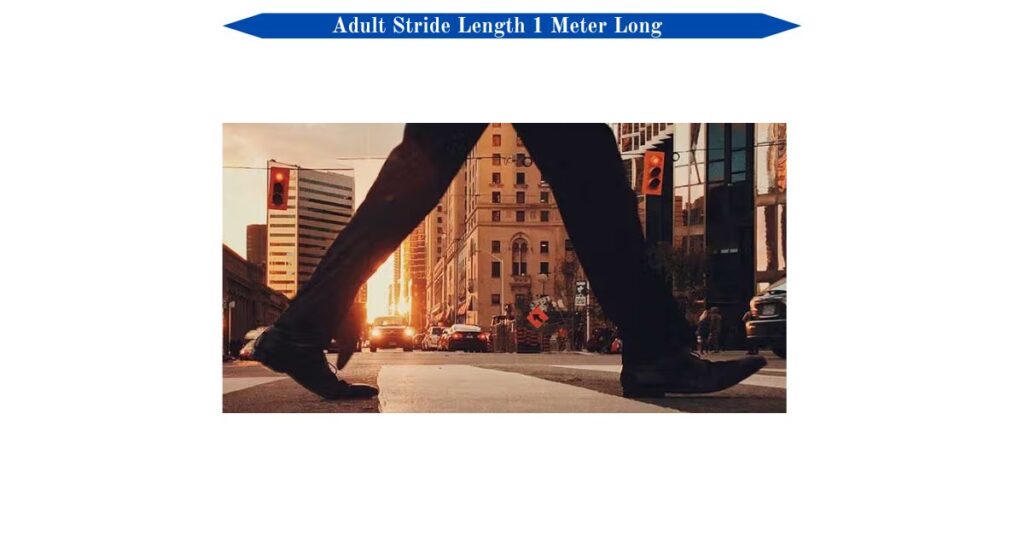 adult-stride-length-1-meter-long