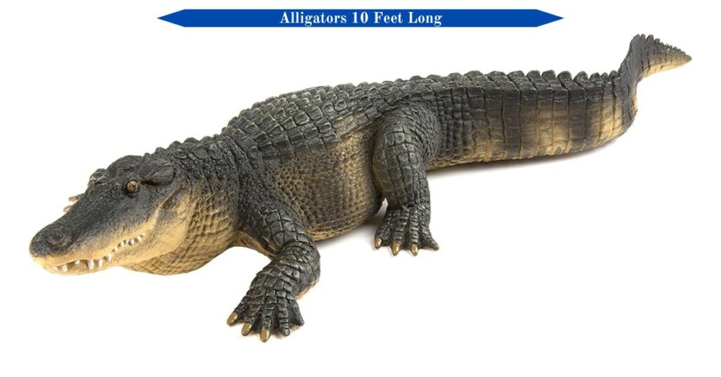 alligators-10-feet-long