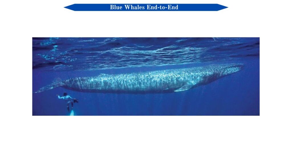 blue-whales-end-to-end