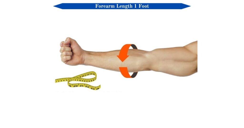 forearm-length-1-foot