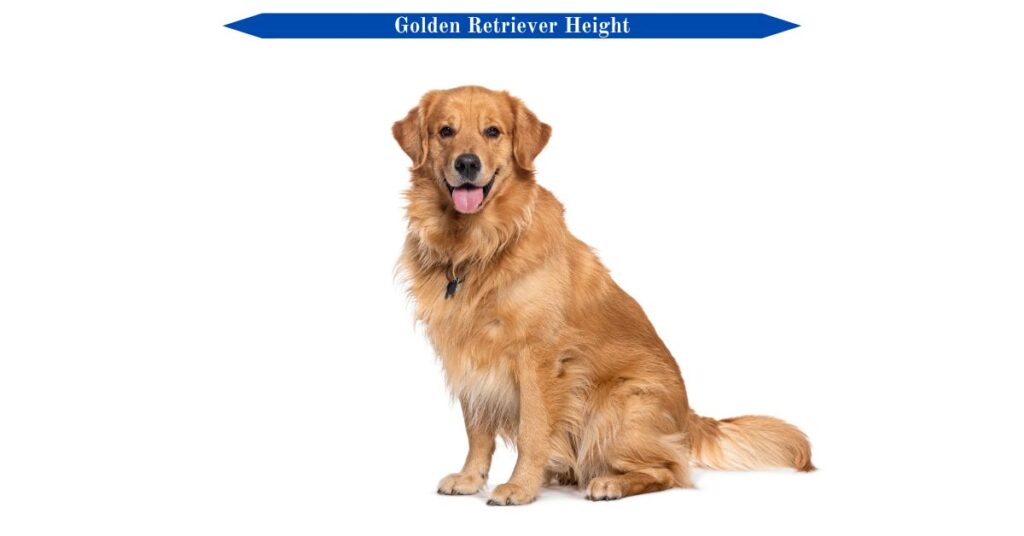 golden-retriever-height