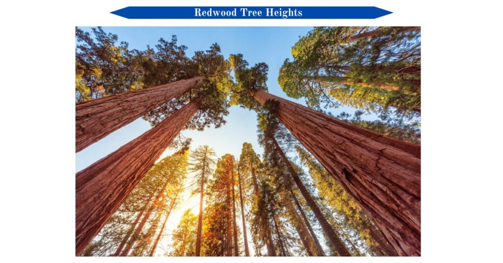 redwood-tree-heights