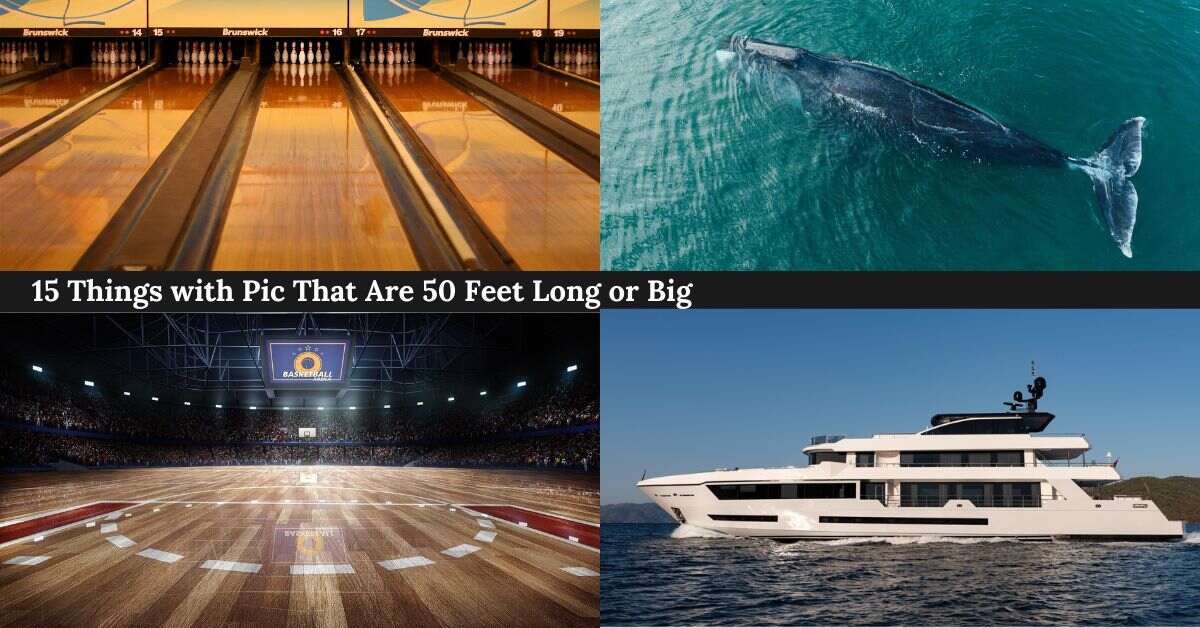 15-things-that-are-50-feet-long