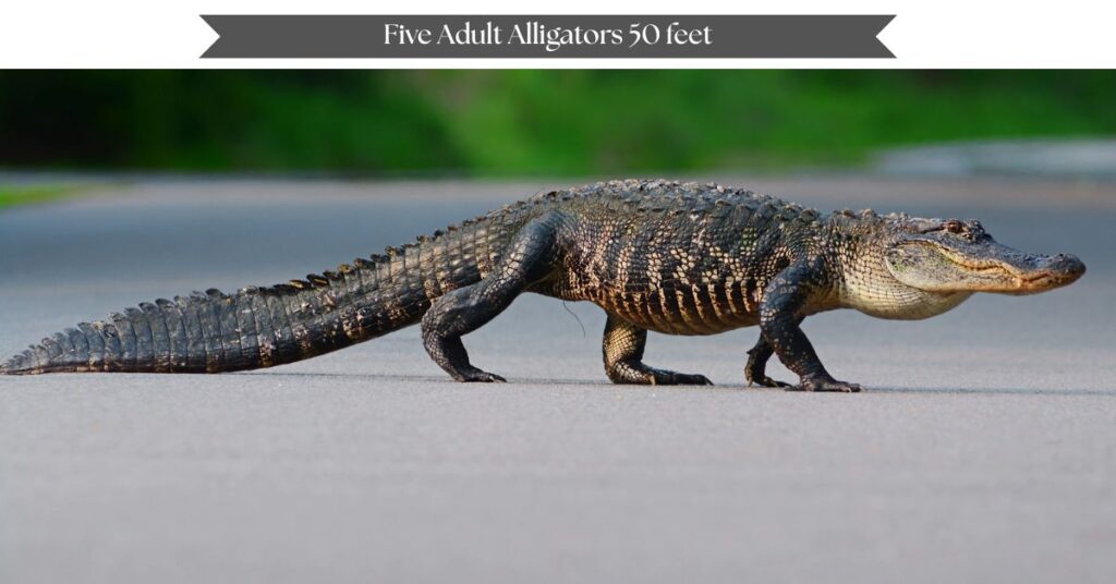 five-adult-alligators-50-feet