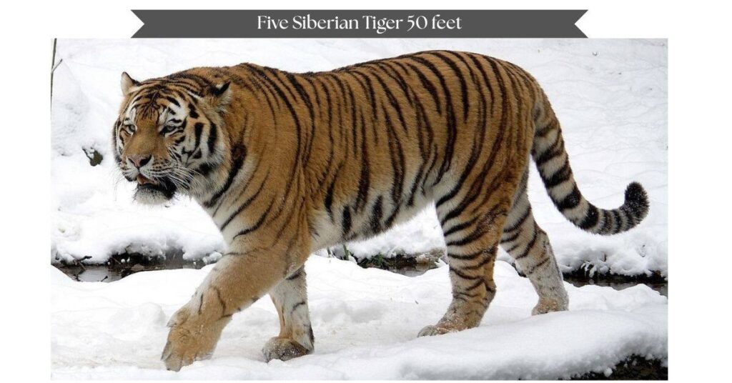 five-siberian-tiger-50-feet