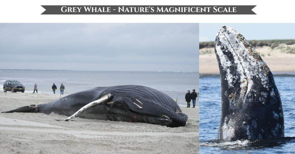 grey-whale-50-feet-long