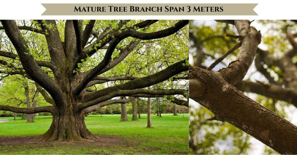 mature-tree-branch-span-3-meters