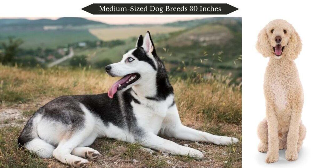 medium-sized-dog-breeds-30-inches