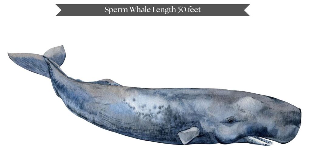sperm-whale-length-50-feet