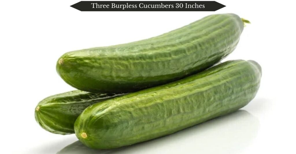 three-burpless-cucumbers-30-inches