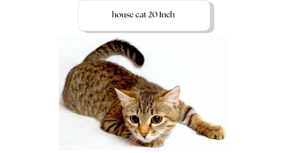 house cat 20 Inch