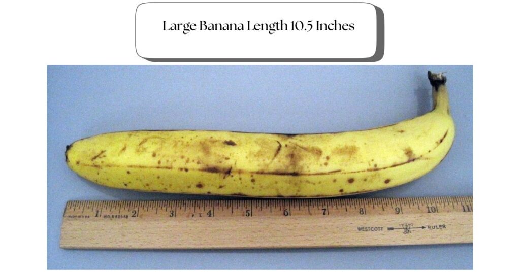large-banana-length-10.5-inches