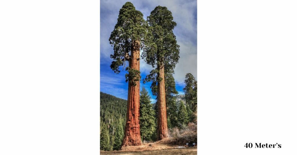 40-meters-giant-sequoia-tree
