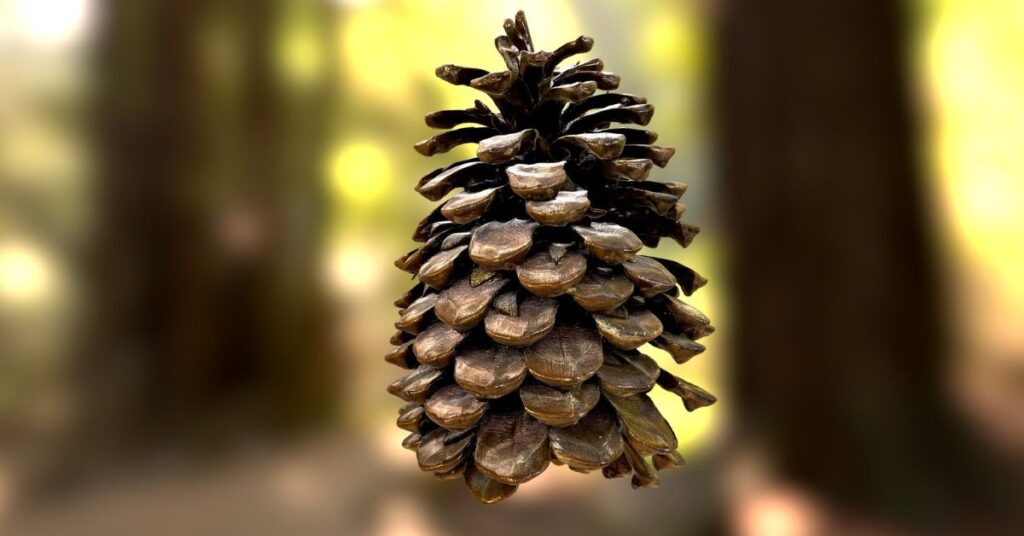 6-inchs-large-pinecone