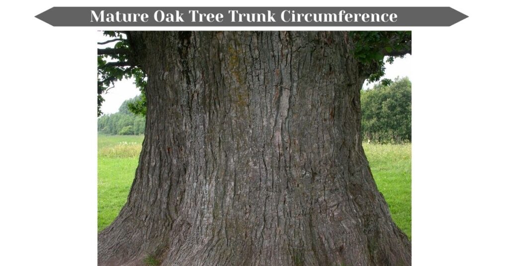 mature-oak-tree-trunk-circumference