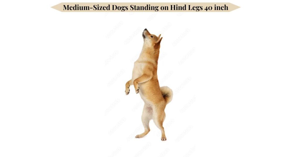 medium-sized-dogs-standing-on-hind-legs-40-inch